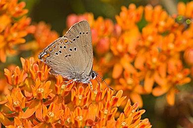 鸭子当主角的生存游戏 《鸭界争锋》发布试玩版